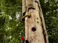 Bird vs Snake Live Fight