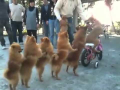 Even They know how to make a queue