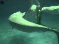 Amazing Japanese Dolphins