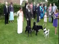 Don't bring Dog in Wedding , Hahaha , Must watch.