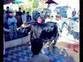 Uncontrolled Bull