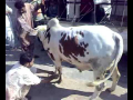 Fighter Bull