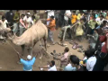 Angry Camel Attacks Public Before Qurbani 