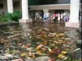 Amazing Fishes