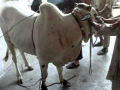 Qasai in Trouble