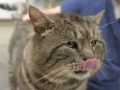 Fat Cat