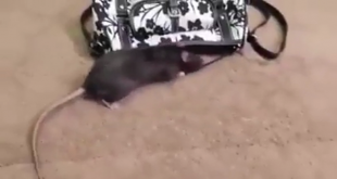 Insan tou Insan Aaj Kal Chuhon Se Bhi Hoshiar Rahen