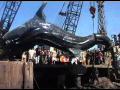 40-Feet Long Shark in Karachi Fish Harbour