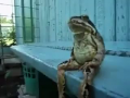 A Frog Sitting on a Bench Like a Human