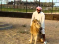 Ride The Lion ! Crazy arab guy !!!