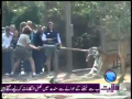 Tug Of War With Tiger In Florida's Zoo