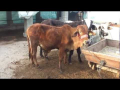 Using Bio Gas Plant Generating Electricity Organic Fertilizer for growing Crops