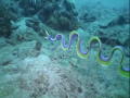 Ribbon eel fish
