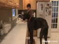 Dog or Horse
