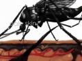 Dengue Awareness