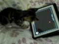 Cat Game