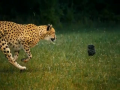 Beauty of Cheetahs Running
