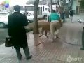 Is It Dog or a Lion?