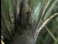 Amazing Bird