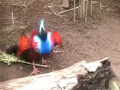 Beautiiful Bird