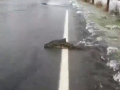 Fish Crossing Flooded Washington State Roadway