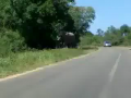 Elephant Attacks Car