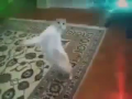 Crazy Dancing Cat