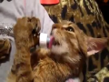 Nom nom nom!