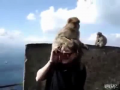 Monkey Crazy Fun With Girls