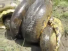 Crocodile vs Anaconda