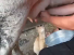 Cat likes cow's milk