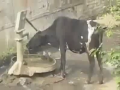 Intelligent Cow