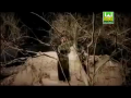 Madina Kareem Hai - Ghulam Mustafa Qadri Naat