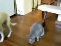 Best Friendship Ever in Animal History