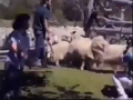 Funny accident ??