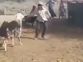 Sheep Gets Revenge