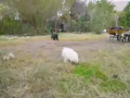 Kung Fu Rooster VS Black Cat