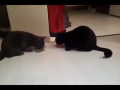 Cats Sharing Food