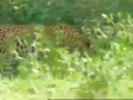 Amazing Kid Friendship With Tiger