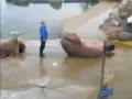 Walrus Situps - Must See