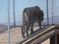 King Of Jungle 
