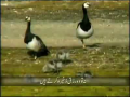 Birds & Humans