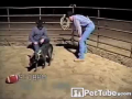 The best listening dog I have ever seen!