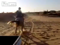 Crazy Horse
