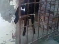 Smart Goat