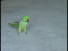 This bird is awesome!