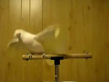 Bird Dancing To Shake Your Tail Feather!!