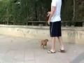 Dog Plays Dead and other Tricks