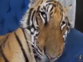 Animals Are Awesome
