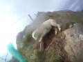 Worst or Best Sheep Rescue Ever